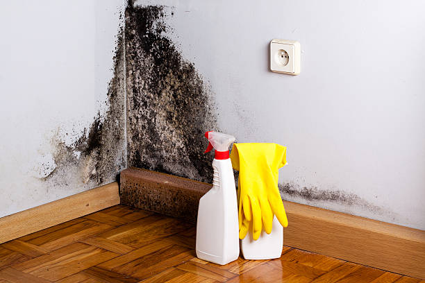 Best Localized Mold Remediation (e.g., coastal areas, humid climates) in Oakbrook, KY